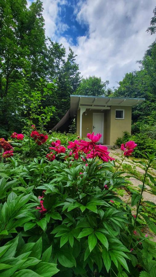 The Bungalow Brasov Bagian luar foto